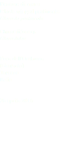 Pernice di mare Black-winged pratincole Glareola pratincola Charadriiformes Glareolidae Foce dell'Ombrone (Grosseto) Toscana Italia 26 aprile 2016