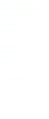 Pernice di mare Black-winged pratincole Glareola pratincola Charadriiformes Glareolidae Boccasette (Rovigo) Veneto Italia 25 giugno 2016