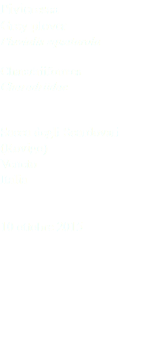Pivieressa Grey plover Pluvialis squatarola Charadriiformes Charadriidae Sacca degli Scardovari (Rovigo) Veneto Italia 10 ottobre 2015