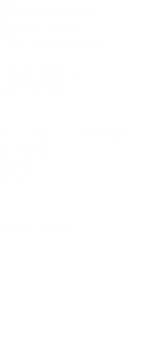 Corriere grosso Ringed plover Charadrius hiaticula Charadriiformes Charadriidae Sacca degli Scardovari (Rovigo) Veneto Italia 6 ottobre 2016