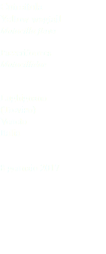 Cutrettola Yellow wagtail Motacilla flava Passeriformes Motacillidae Lughignano (Treviso) Veneto Italia 8 gennaio 2017