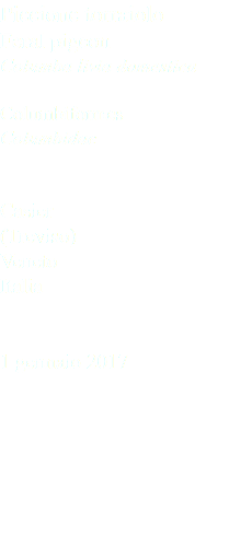 Piccione torraiolo Feral pigeon Columba livia domestica Columbiformes Columbidae Casier (Treviso) Veneto Italia 1 gennaio 2017