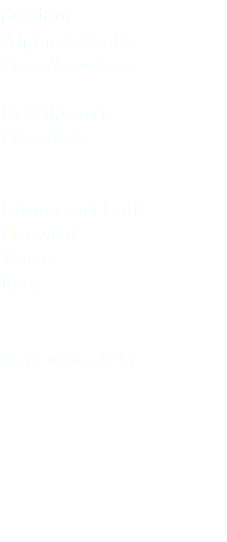 Sordone Alpine accentor Prunella collaris Passeriformes Prunellidae Bivacco dei Loff (Treviso) Veneto Italia 26 gennaio 2017