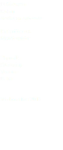 Pettirosso Robin Erithacus rubecola Passeriformes Muscicapidae Caposile (Venezia) Veneto Italia 30 dicembre 2016