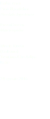 Balia nera Pied flycatcher Ficedula hypoleuca Passeriformes Muscicapidae Monte Ruota (Bolzano) Trentino Alto Adige Italia 24 agosto 2016